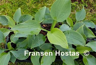 Hosta Celestial Sea Glass